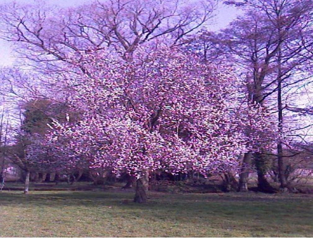 Le Moulin Fleuri Du Petit Appeville Dış mekan fotoğraf